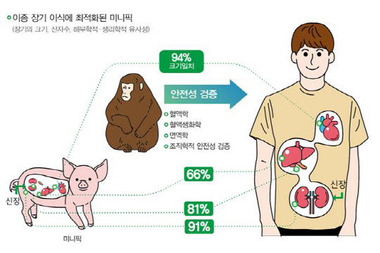 미니피그 신장을 이식한 원숭이가 국내 최장 기간에 해당하는 64일째 생존하는 등 이종 장기이식기술의 안전성  검증이 성공적으로 이뤄지고 있다.  안전성평가연 제공